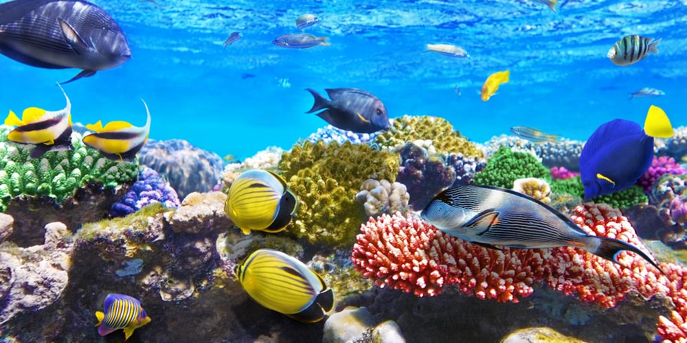 The Red Sea Facts - The Red Sea Location - Why is It Called The Red Sea
