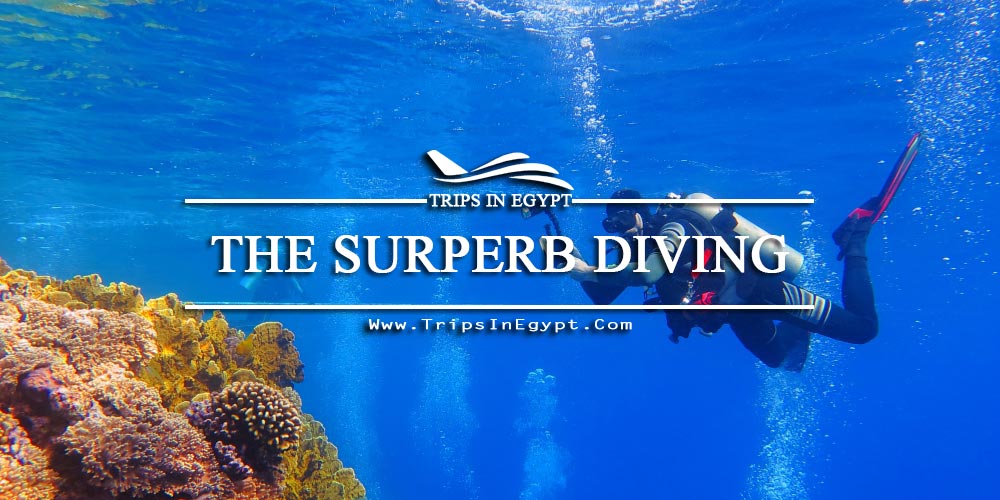 Diving Red Sea Diving Red Sea - Egypt Red Sea Tours - Trips in Egypt