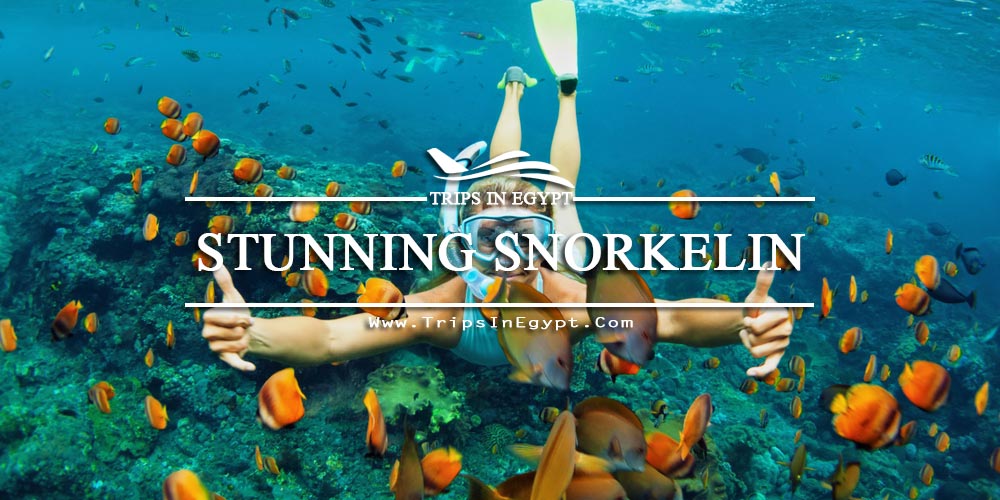 Snorkeling Red Sea Snorkeling Red Sea - Egypt Red Sea Tours - Trips in Egypt