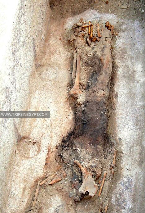 Queen Shesheshet Mummy - Trips in Egypt