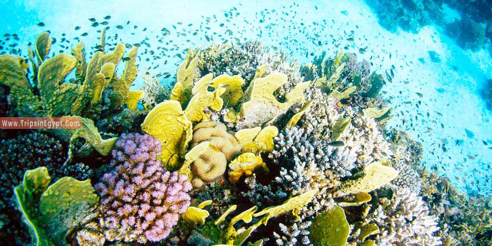 Gota Abu Ramada Dive Site Hurghada - Things to Do in Hurghada - Trips in Egypt