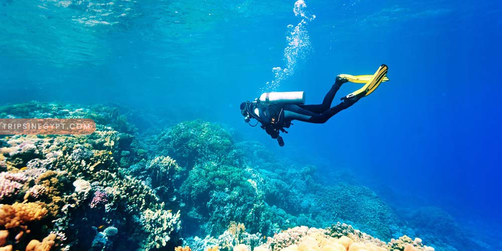 Scuba Diving from EL Gouna Diving Trip in El Gouna Trips In Egypt
