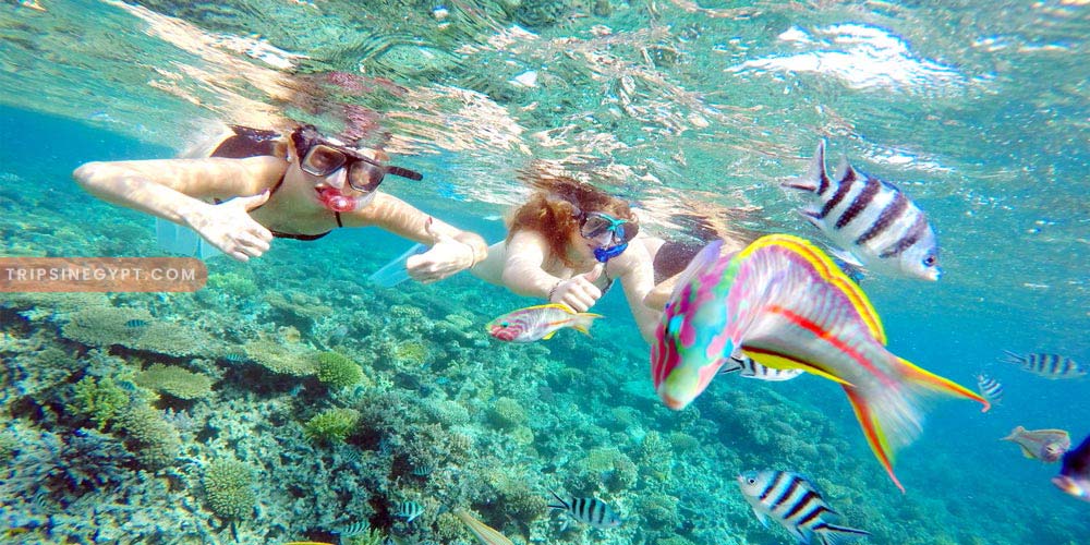 Snorkeling Gallery – Trips in Egypt