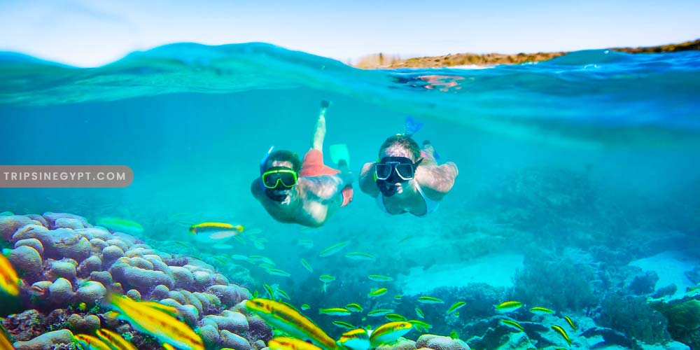 Snorkeling Gallery – Trips in Egypt