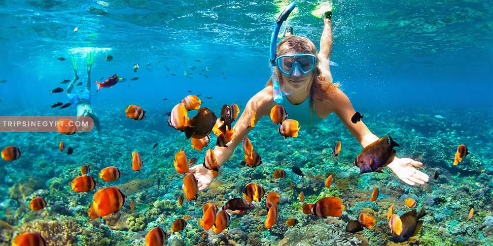 Snorkeling Gallery – Trips in Egypt