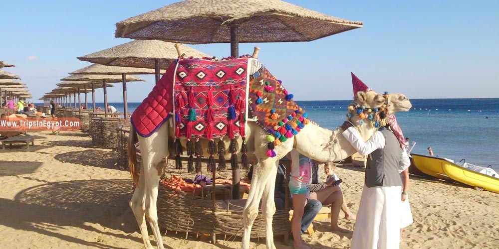 Makadi Bay Tourism - Trips in Egypt