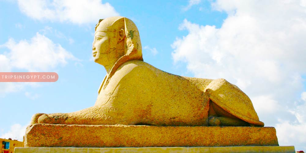 Pompey’s Pillar Gallery – Trips in Egypr