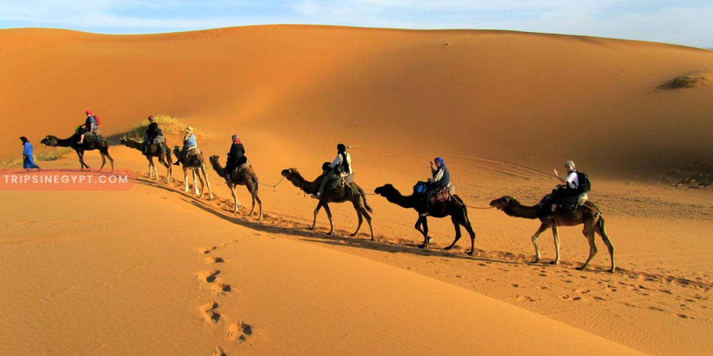 Safari Gallery – Trips in Egypt