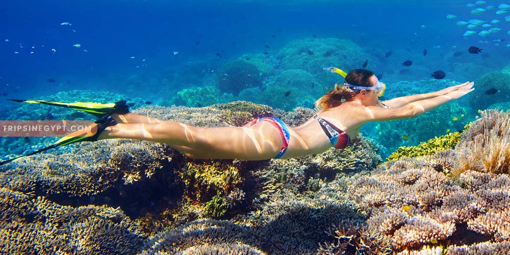 Snorkeling Gallery – Trips in Egypt