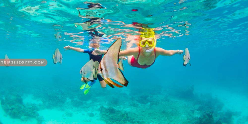 Snorkeling Gallery – Trips in Egypt