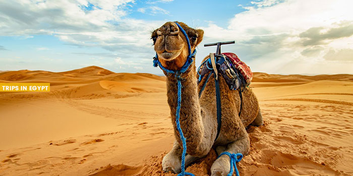 Camel Ride - Things to Do in Sharm El Sheikh - Trips in Egypt