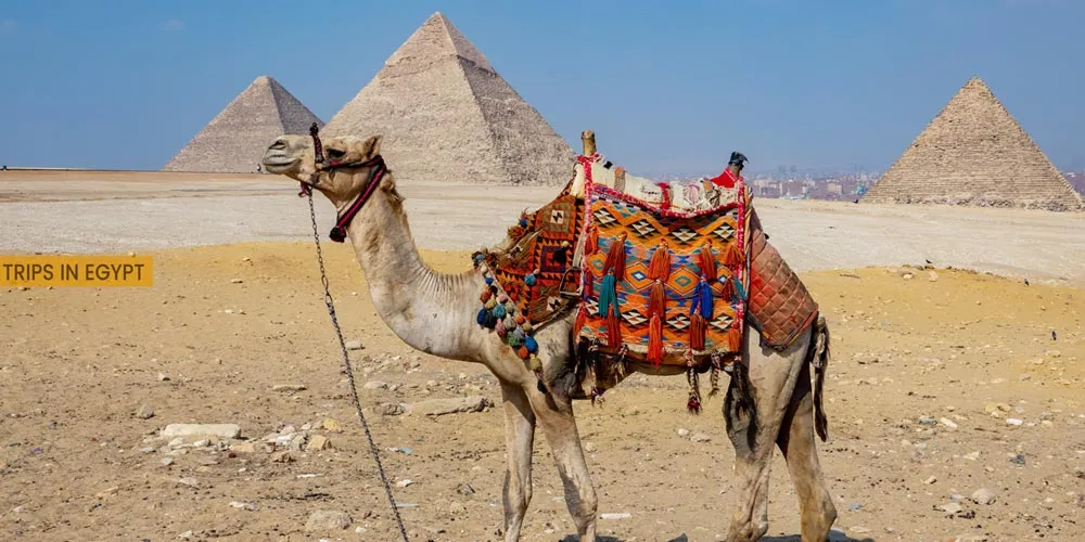 Giza Pyramids - Outdoor Activities to Do from Marsa Alam - Trips in Egypt