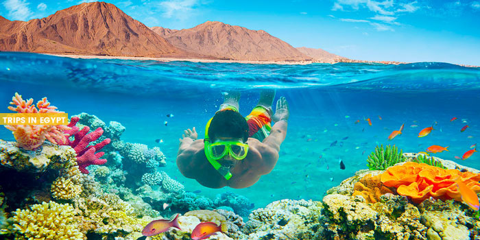 Nabq Protectorate - Things to Do in Sharm El Sheikh - Trips in Egypt