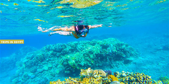 Snorkeling - Things to Do in Sharm El Sheikh - Trips in Egypt