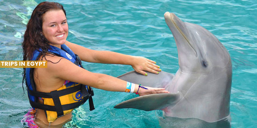 Swim with Dolphins - Things to Do in Marsa Alam - Trips in Egypt