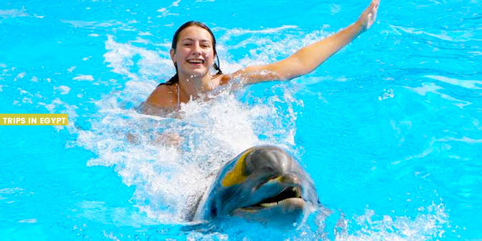 Swimming with Dolphins - Things to Do in Sharm El Sheikh - Trips in Egypt