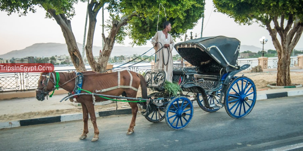 Aswan Horse Carriage – Trips in Egypt