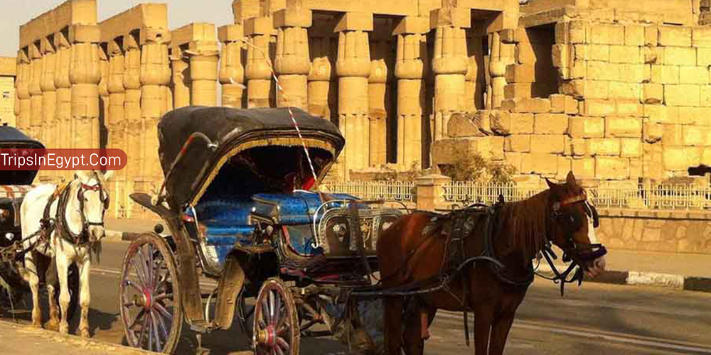 Aswan Horse Carriage – Trips in Egypt