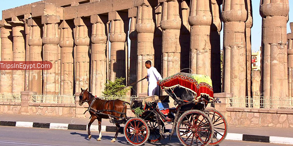 Aswan Horse Carriage – Trips in Egypt