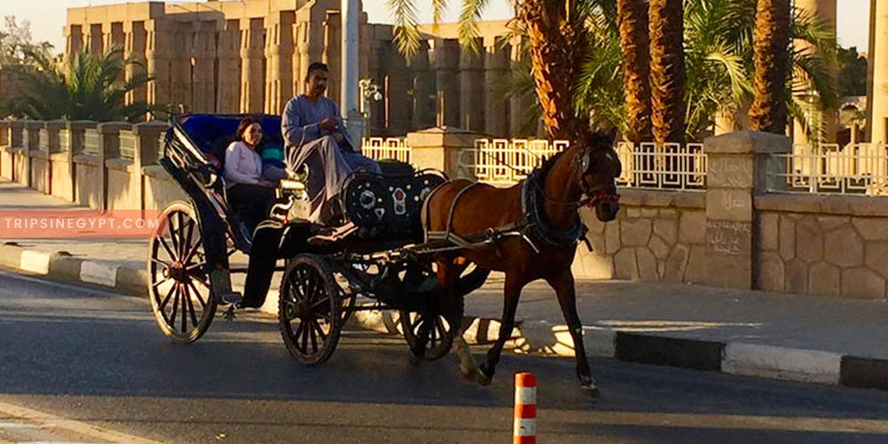Horse Carriage Tour Around Luxor City – Trips In Egypt