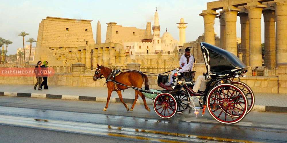 Luxor Horse Carriage – Trips In Egypt