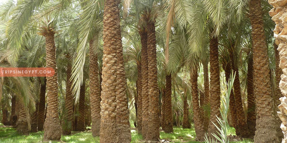 The Bahariya Oasis (3) - Trips in Egypt