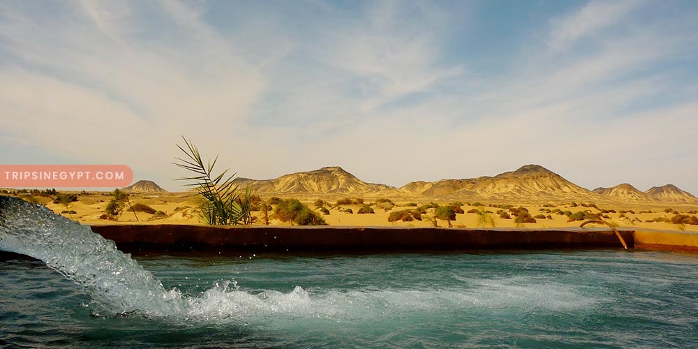 The Bahariya Oasis (4) - Trips in Egypt