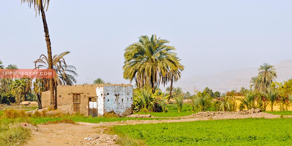Egypt Countryside (2) - Trips in Egypt