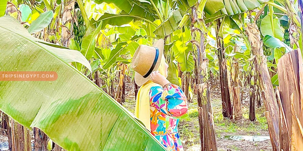 Banana Island Gallery (1) - Trips in Egypt