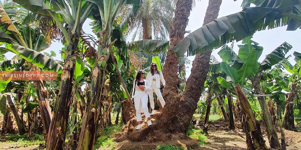 Banana Island Gallery (2) - Trips in Egypt