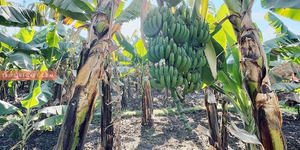 Banana Island Gallery (3) - Trips in Egypt