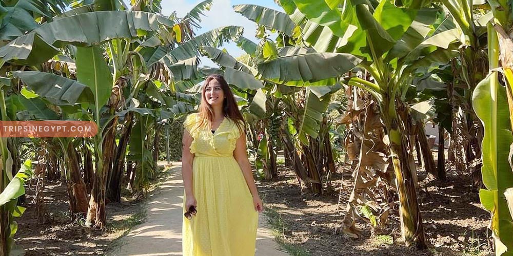 Banana Island Gallery (4) - Trips in Egypt