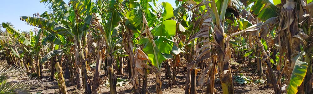 Banana Island Itinerary - Trips in Egypt