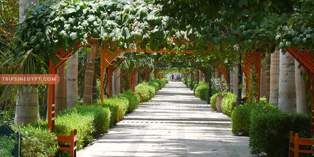 Botanical Island - Trips in Egypt (3)