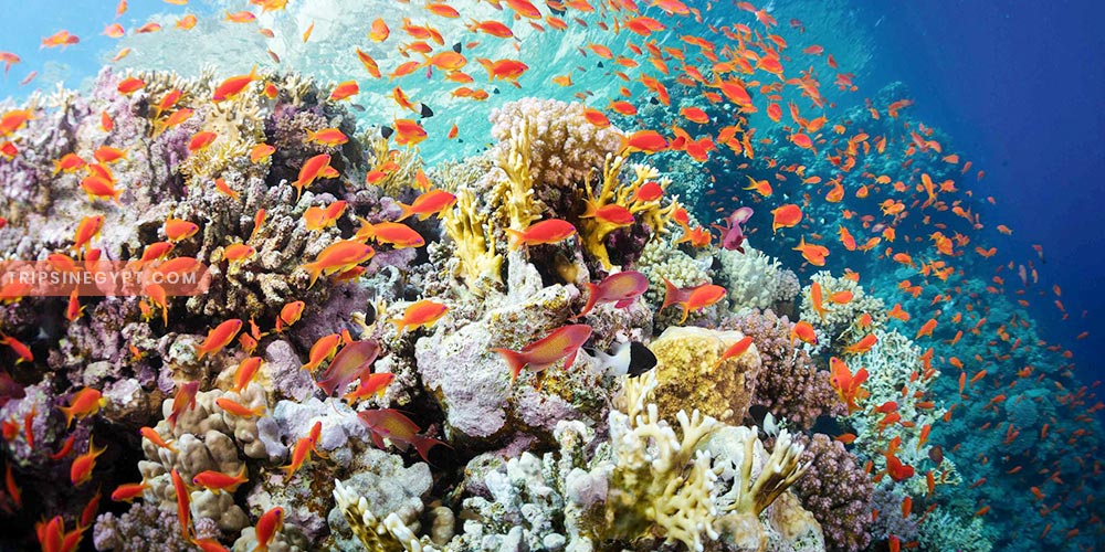 Ras Mohammed National Park Gallery (2) - Trips in Egypt