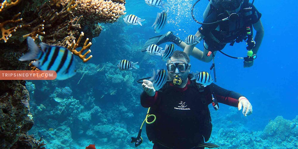 Ras Mohammed National Park Gallery (6) - Trips in Egypt