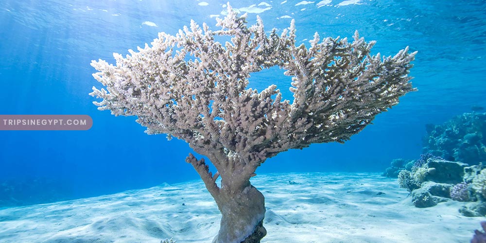 Ras Mohammed National Park Gallery (9) - Trips in Egypt