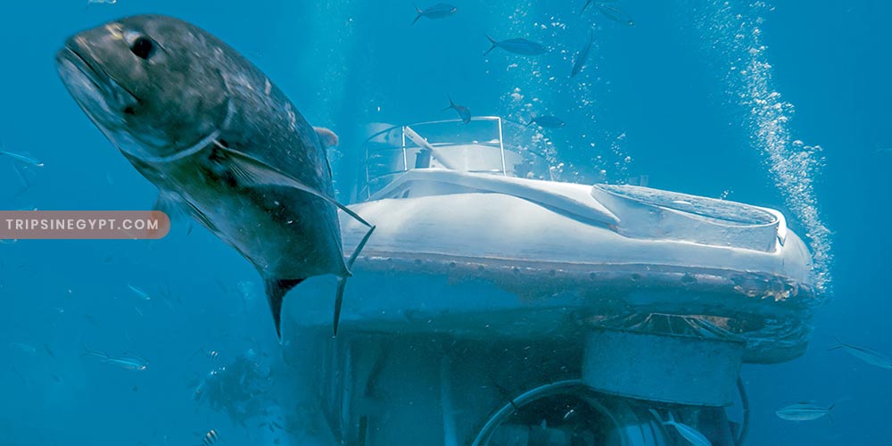 Sindbad Submarine Gallery (9) - Trips in Egypt