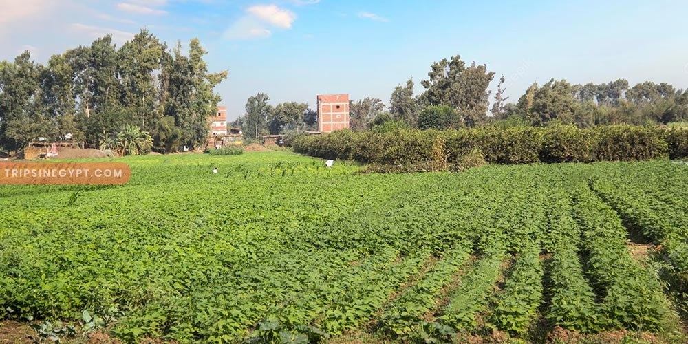 The Egyptian Countryside Gallery (1) - Trips in Egypt