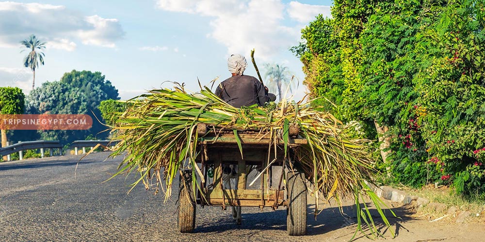 The Egyptian Countryside Gallery (2) - Trips in Egypt