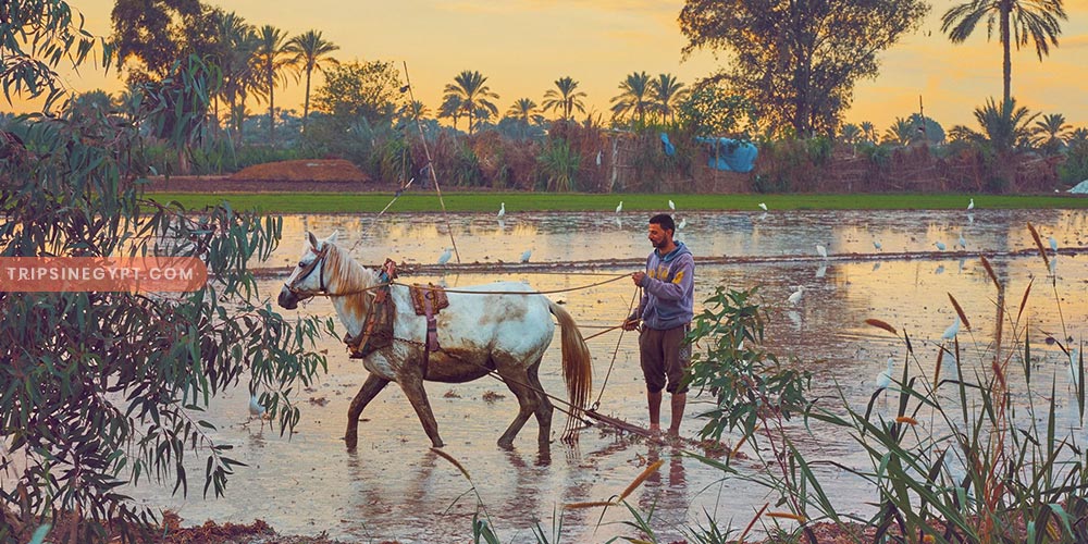 The Egyptian Countryside Gallery (3) - Trips in Egypt