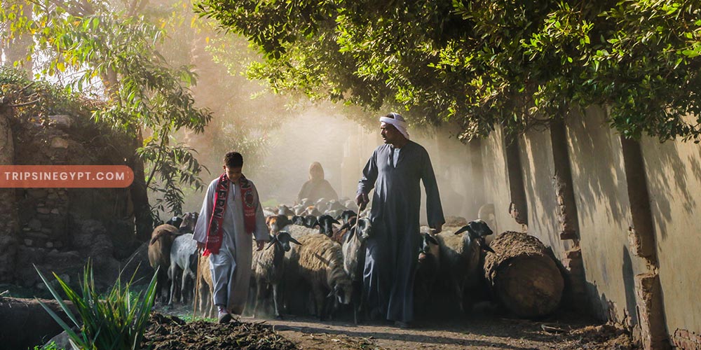 The Egyptian Countryside Gallery (4) - Trips in Egypt