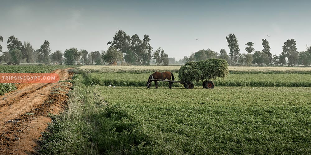 The Egyptian Countryside Gallery (6) - Trips in Egypt