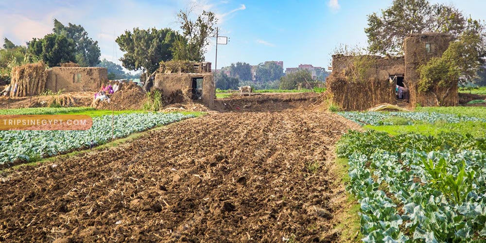 The Egyptian Countryside Gallery (7) - Trips in Egypt