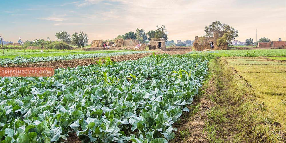 The Egyptian Countryside Gallery (8) - Trips in Egypt