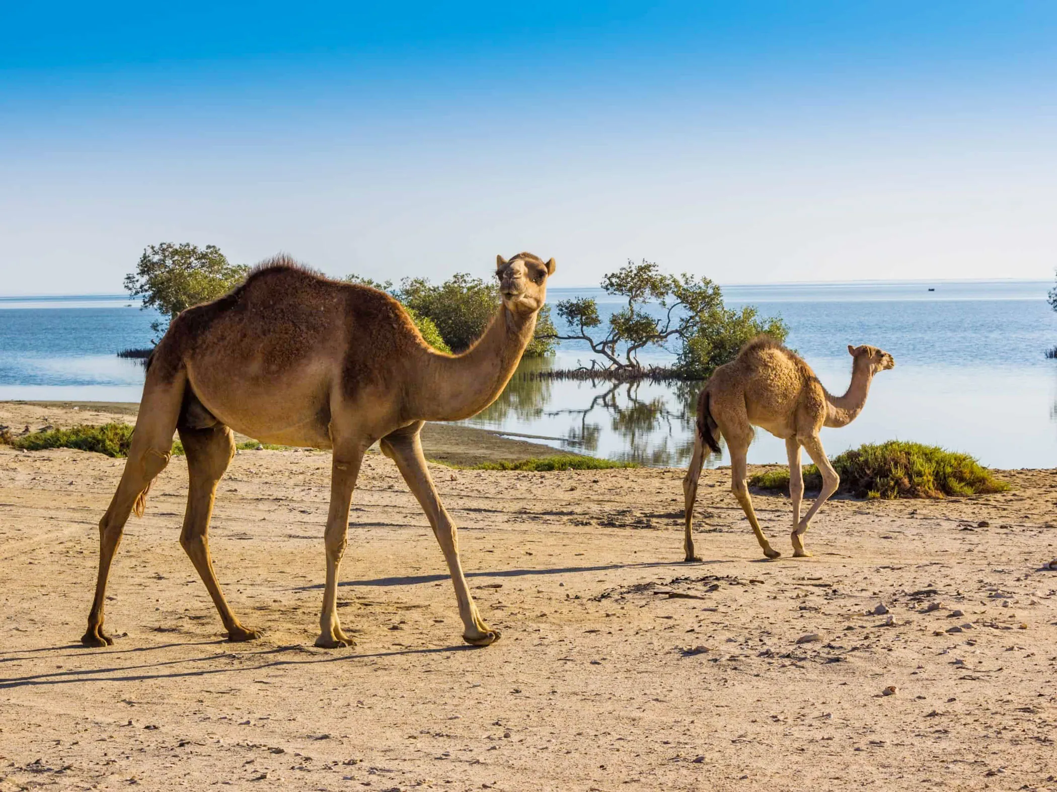 Tour To Wadi El Gemal From Marsa Alam