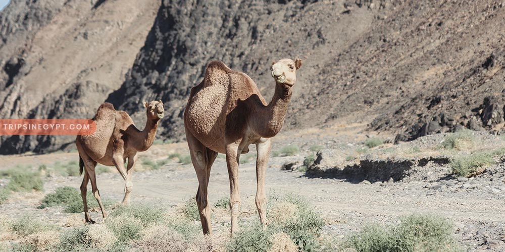 Wadi El Gemal Gallery (3) - Trips in Egypt