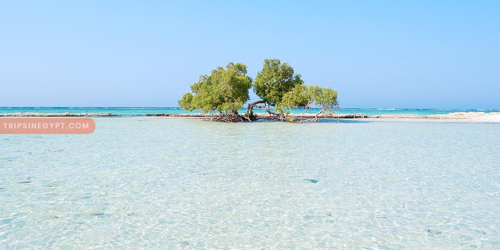 Wadi El Gemal Gallery (4) - Trips in Egypt