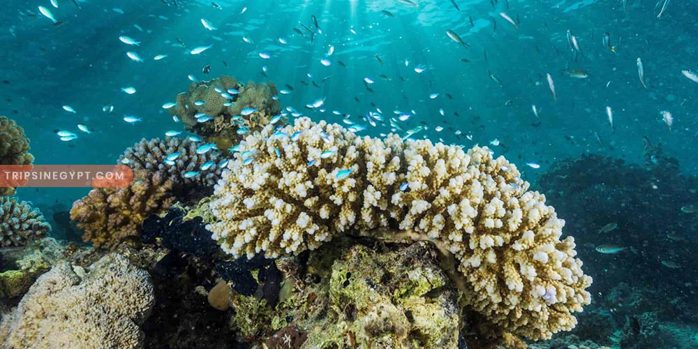 Wadi El Gemal Gallery (5) - Trips in Egypt