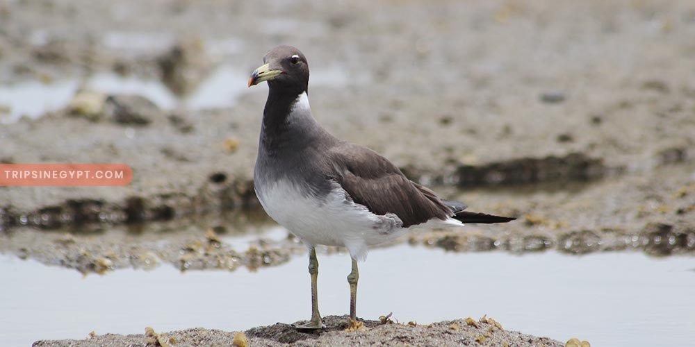 Wadi El Gemal Gallery (6) - Trips in Egypt